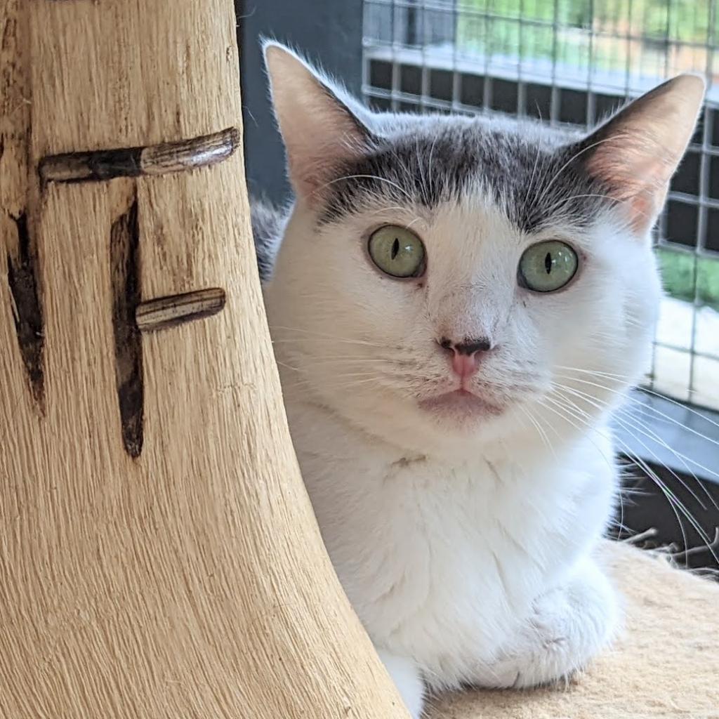 Enlarge Libby, a Adoptable Domestic Short Hair in Cumming, GA image 2/5