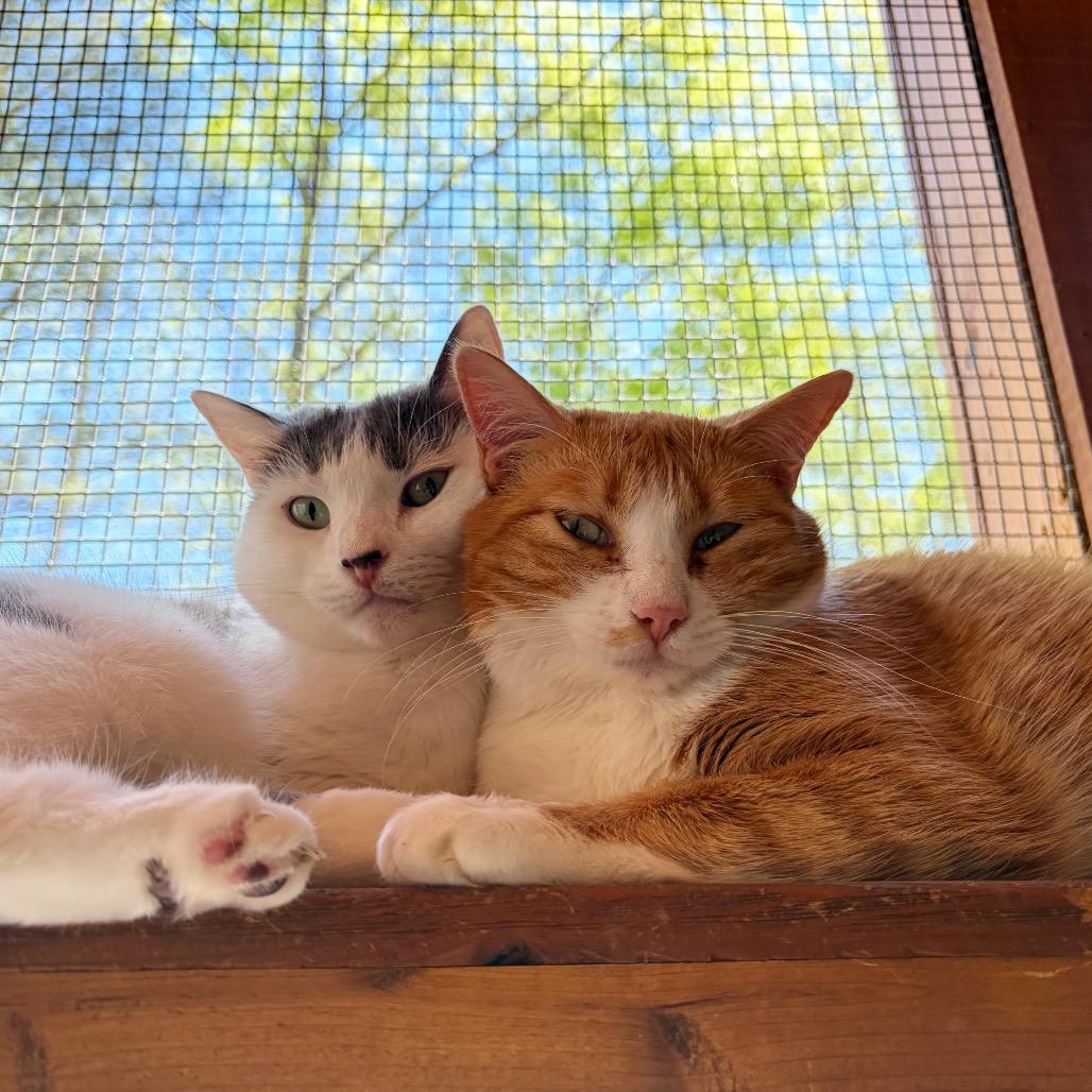 Enlarge Libby, a Adoptable Domestic Short Hair in Cumming, GA image 2/6