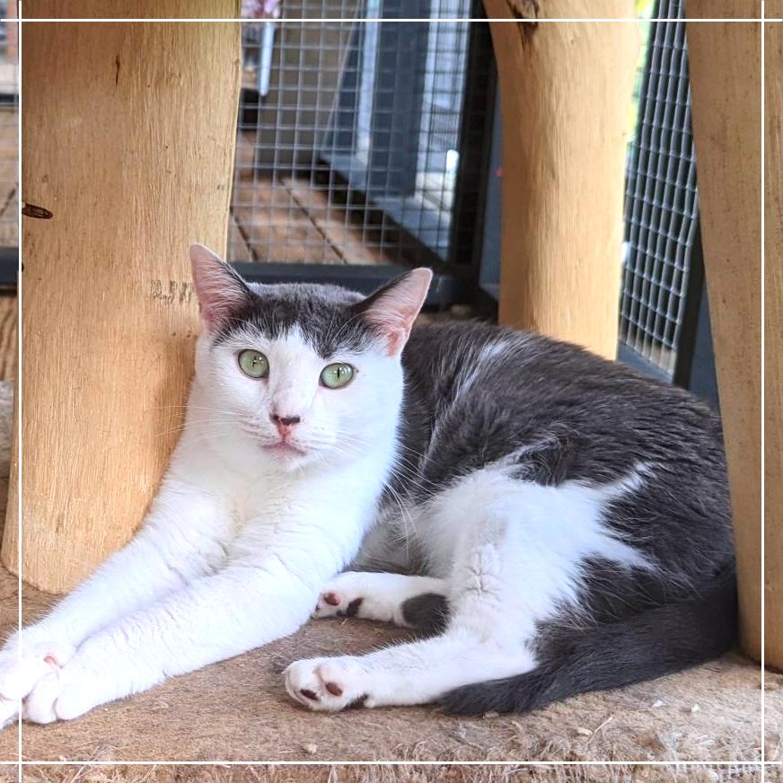 Enlarge Libby, a Adoptable Domestic Short Hair in Cumming, GA image 3/5