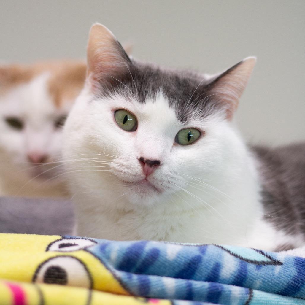 Enlarge Libby, a Adoptable Domestic Short Hair in Cumming, GA image 4/6