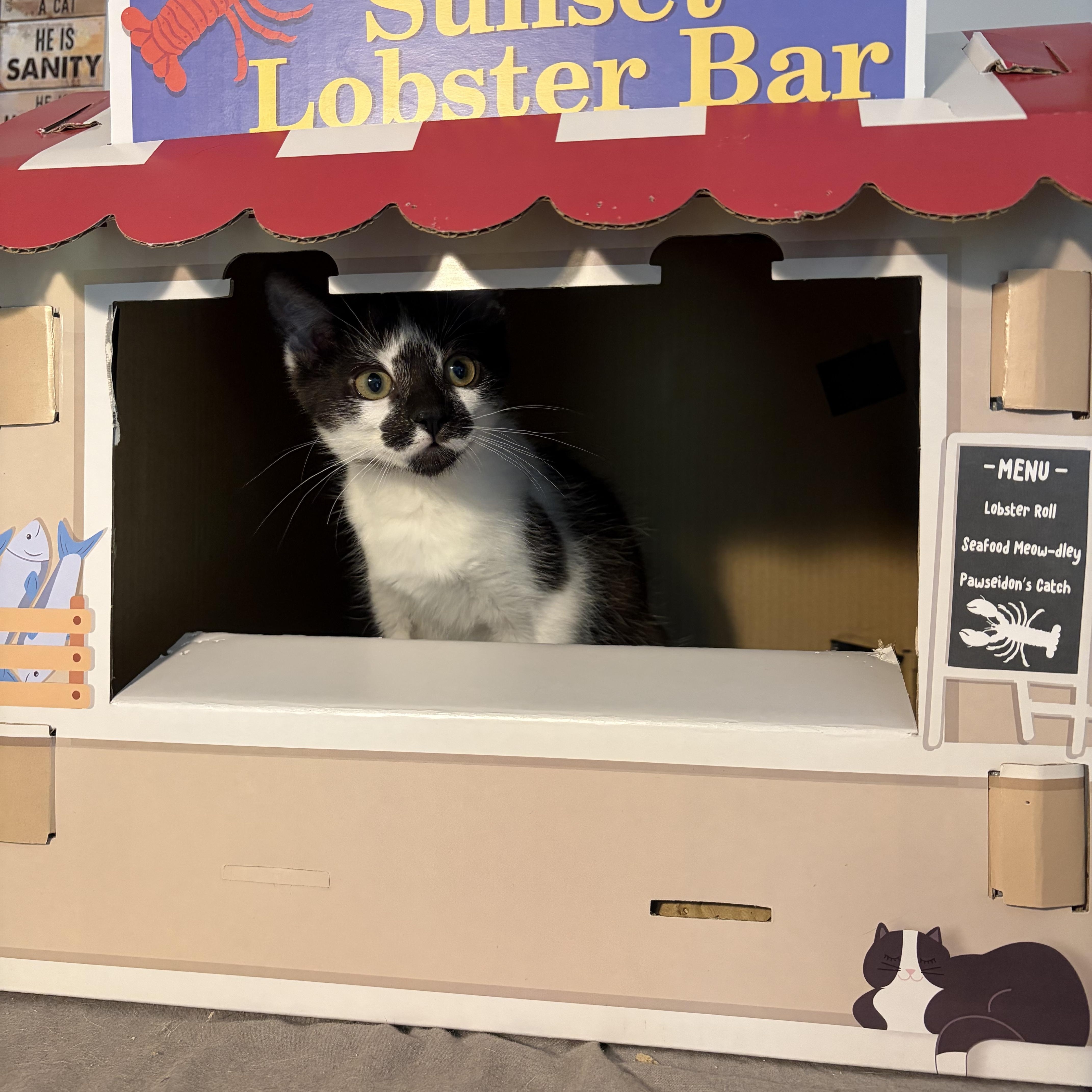 Leonardo (goofy sweetie), a ADOPTABLE Domestic Short Hair in South Lyon, MI image 3/4