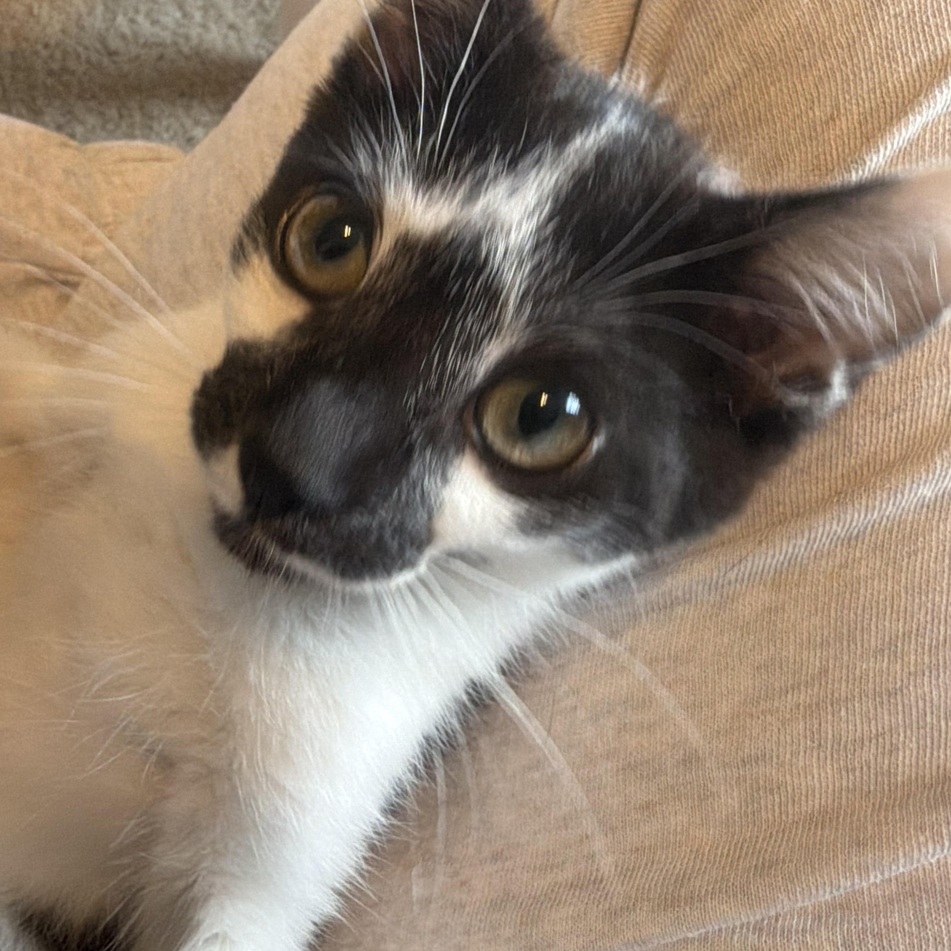 Leonardo (goofy sweetie), a ADOPTABLE Domestic Short Hair in South Lyon, MI image 2/4