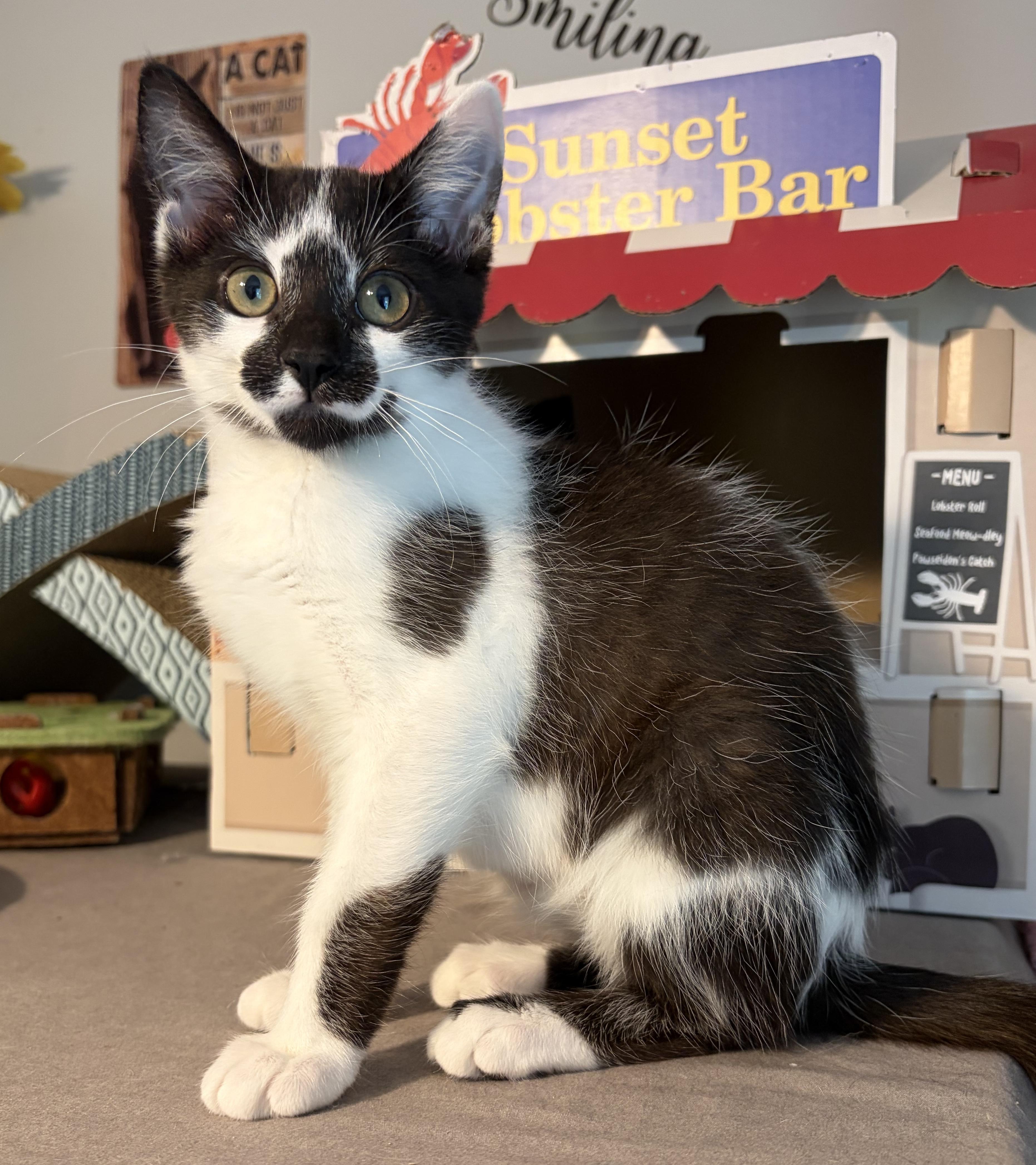Leonardo (goofy sweetie), a ADOPTABLE Domestic Short Hair in South Lyon, MI image 1/4