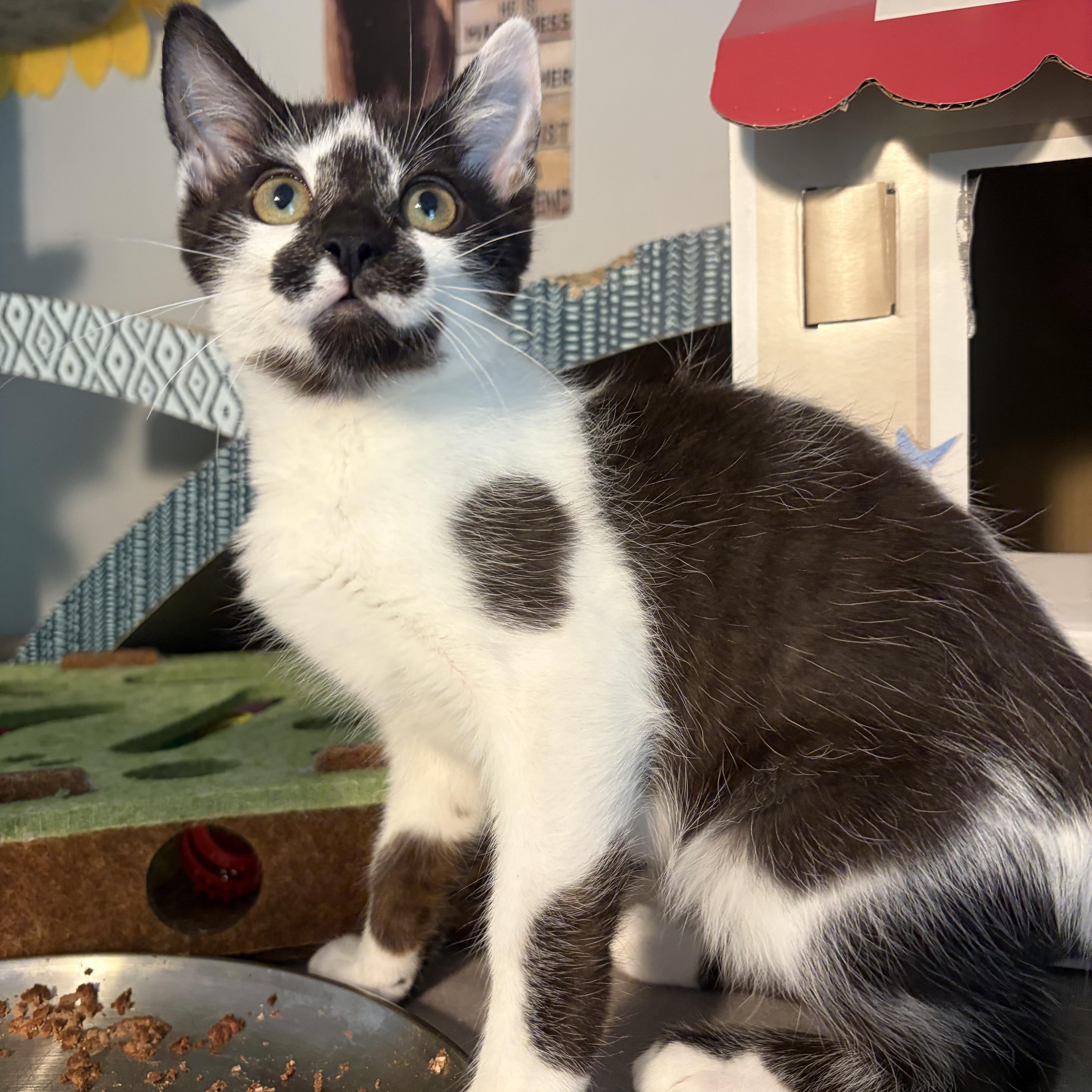 Leonardo (goofy sweetie), a ADOPTABLE Domestic Short Hair in South Lyon, MI image 4/4