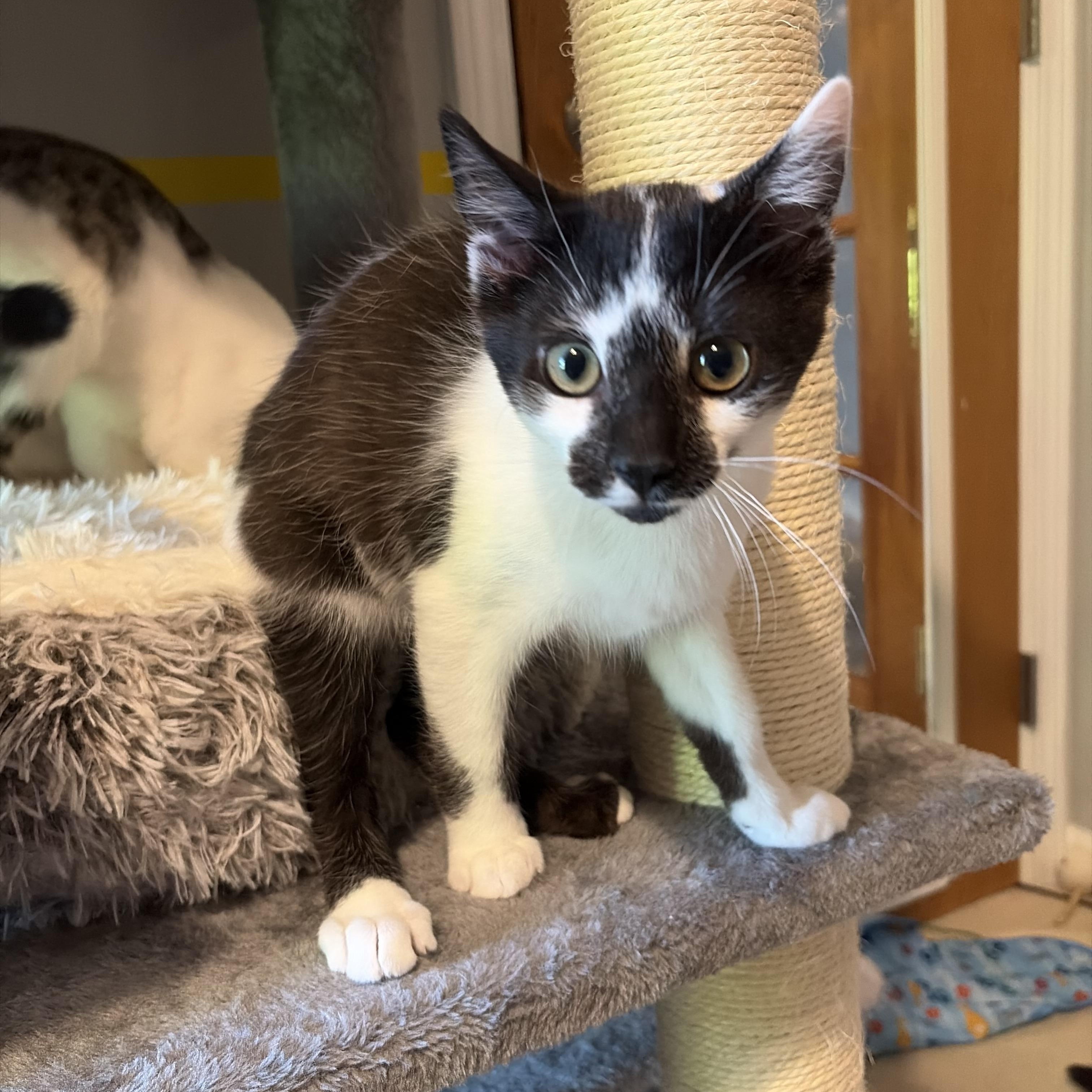 Leonardo (goofy sweetie), ADOPTABLE, Kitten Male Domestic Short Hair.