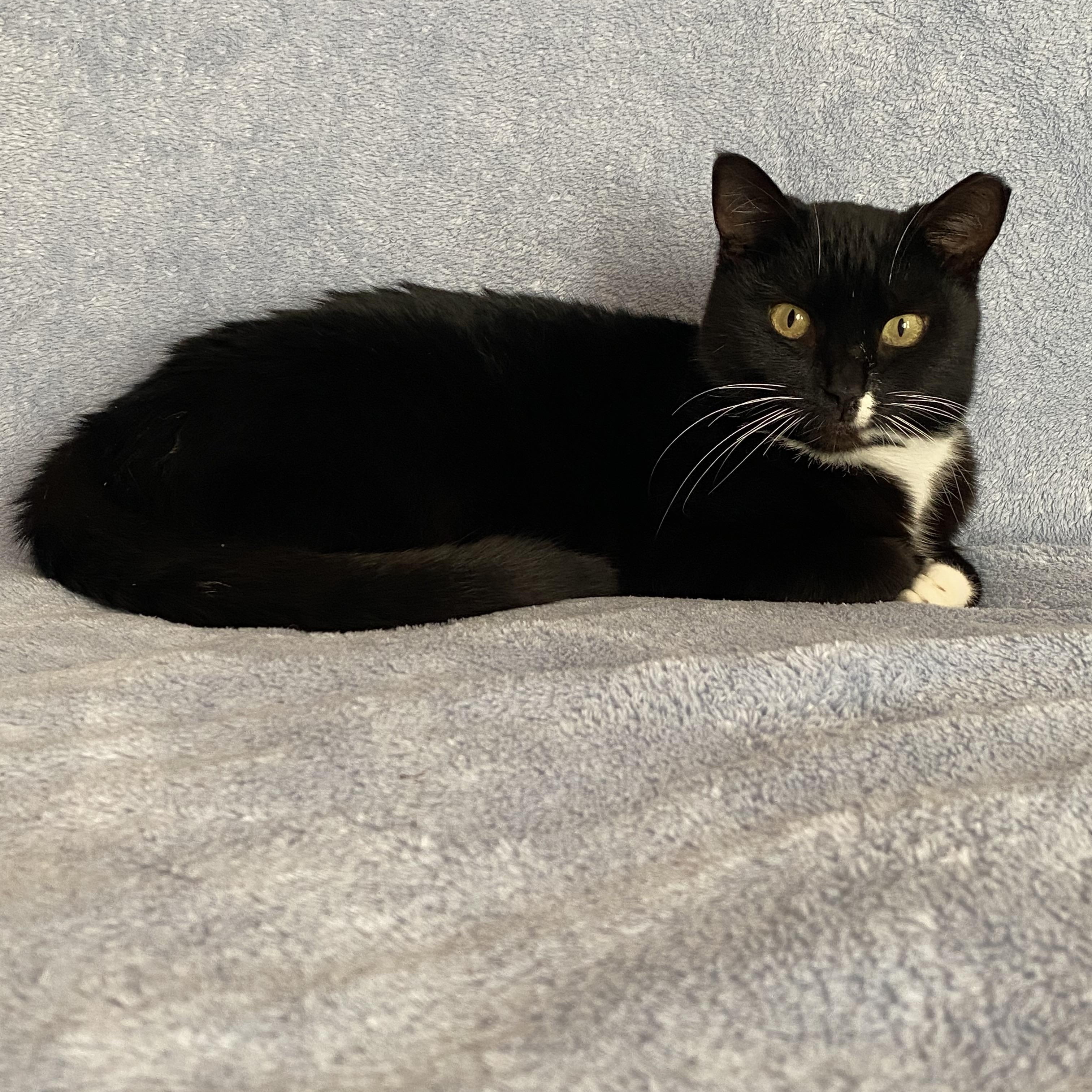 Enlarge Poison Ivy (PI), a Adoptable Domestic Short Hair in Mount Juliet, TN image 4/6