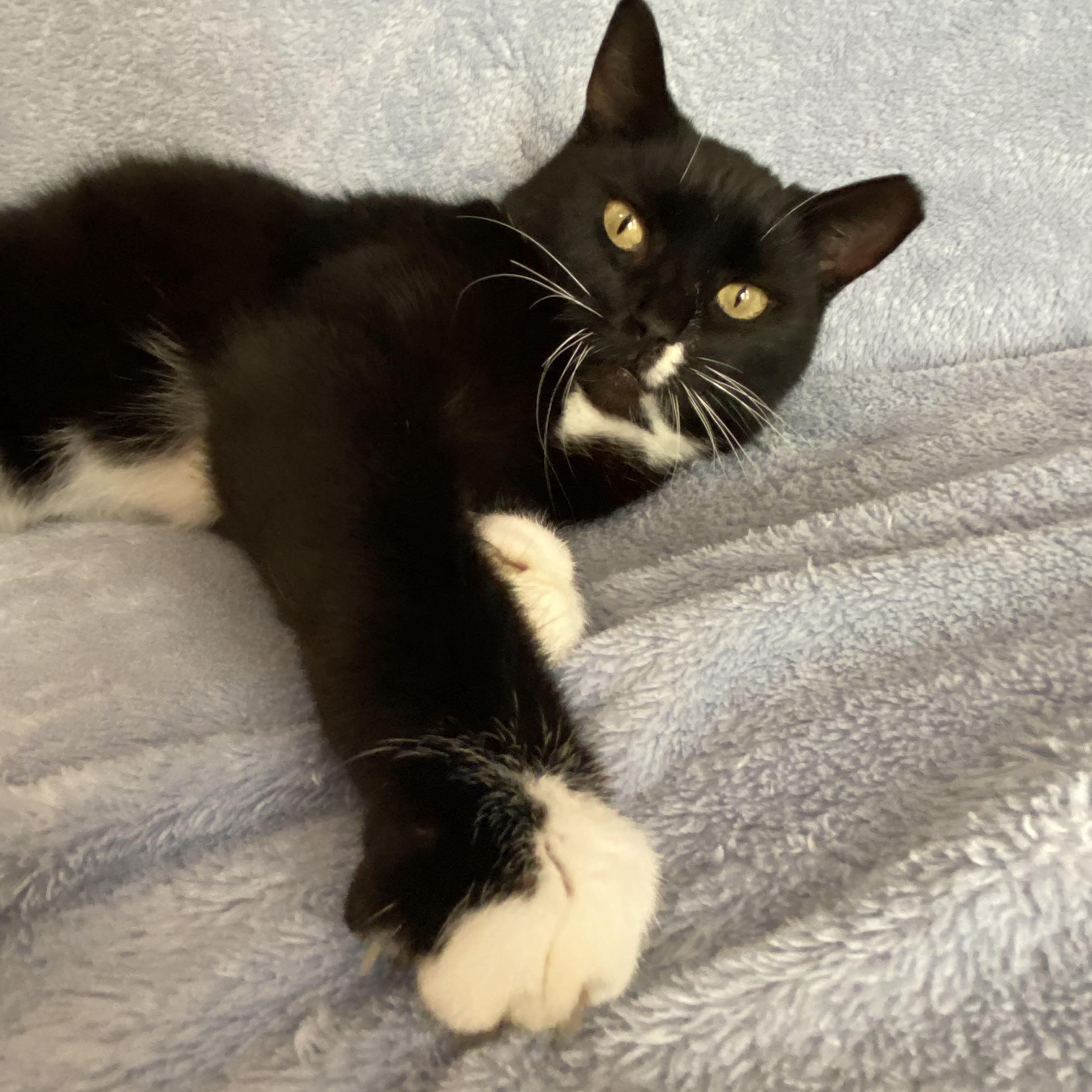 Enlarge Poison Ivy (PI), a Adoptable Domestic Short Hair in Mount Juliet, TN image 3/6