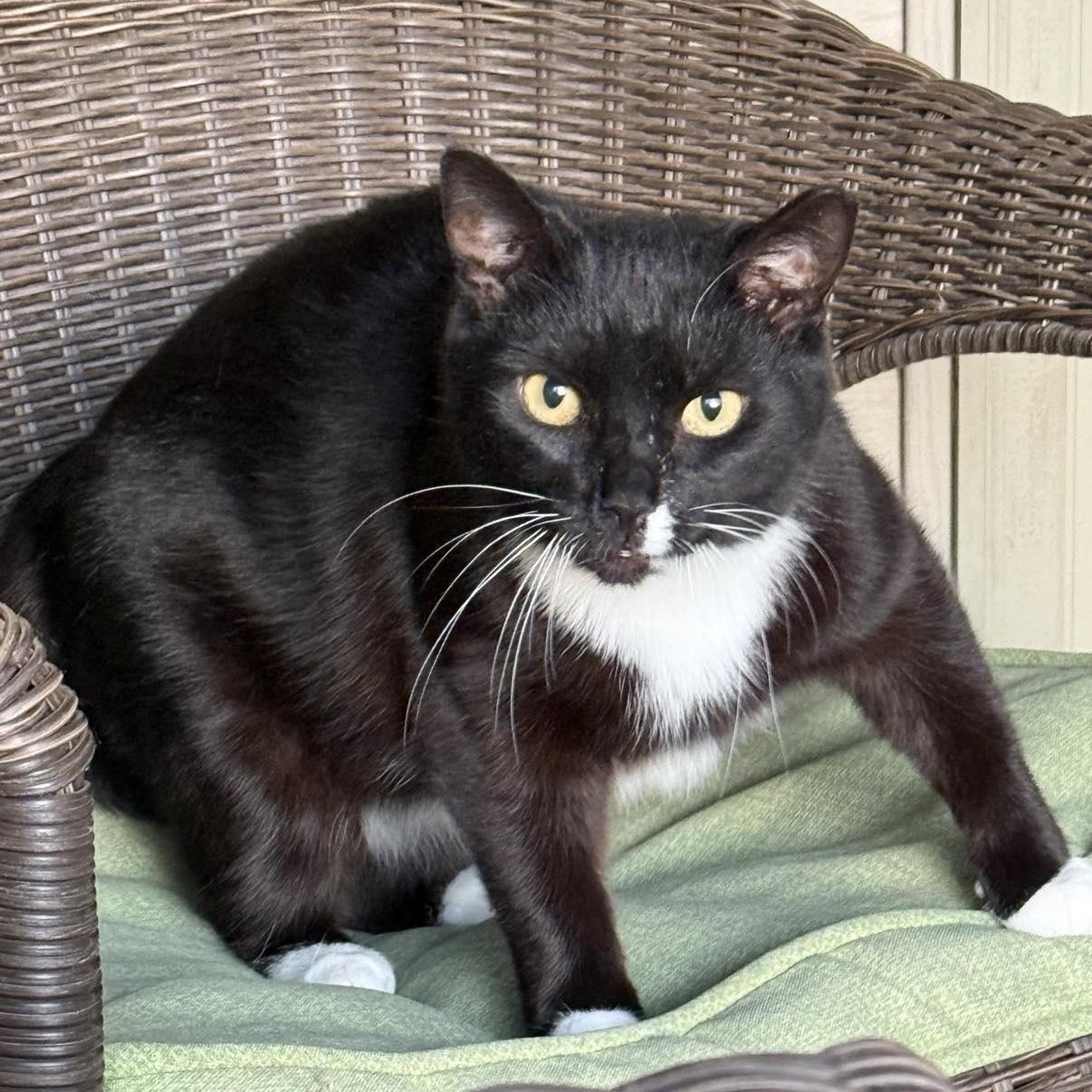 Poison Ivy (PI), Adoptable, Adult Female Domestic Short Hair.