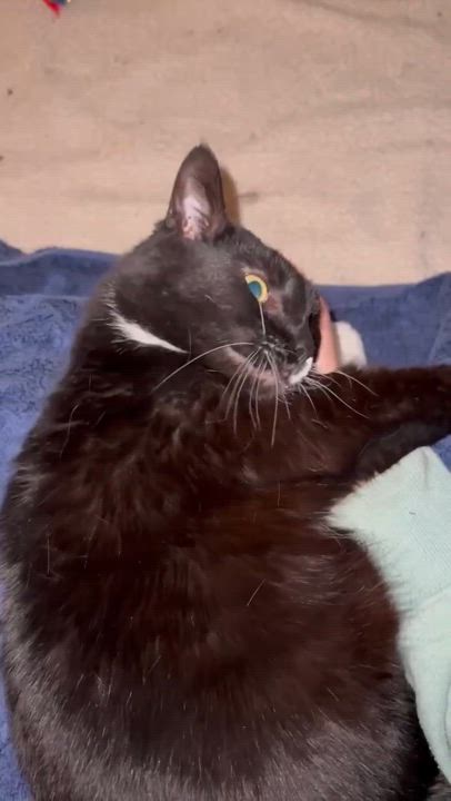 Enlarge Poison Ivy (PI), a Adoptable Domestic Short Hair in Mount Juliet, TN video 6/6