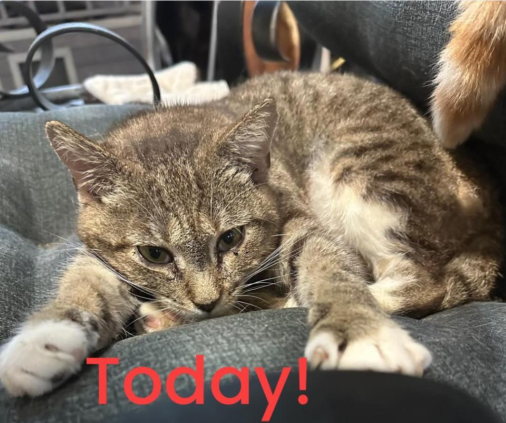 Crystal, Adoptable, Adult Female Tabby & Domestic Short Hair.