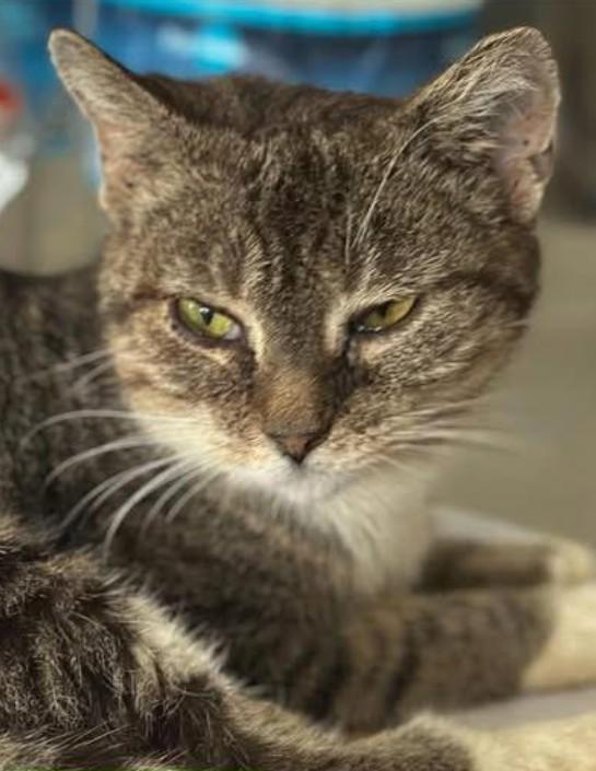 Crystal, Adopted, Adult Female Tabby & Domestic Short Hair.