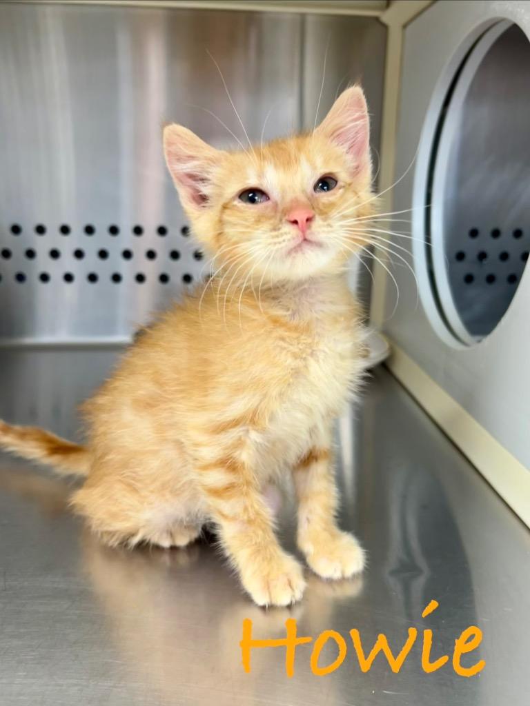 Enlarge Howie, a Adoptable mixed breed in West Union, OH image 1/2