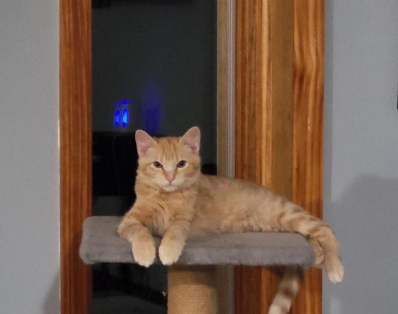 Enlarge Howie, a Adoptable mixed breed in West Union, OH image 2/2