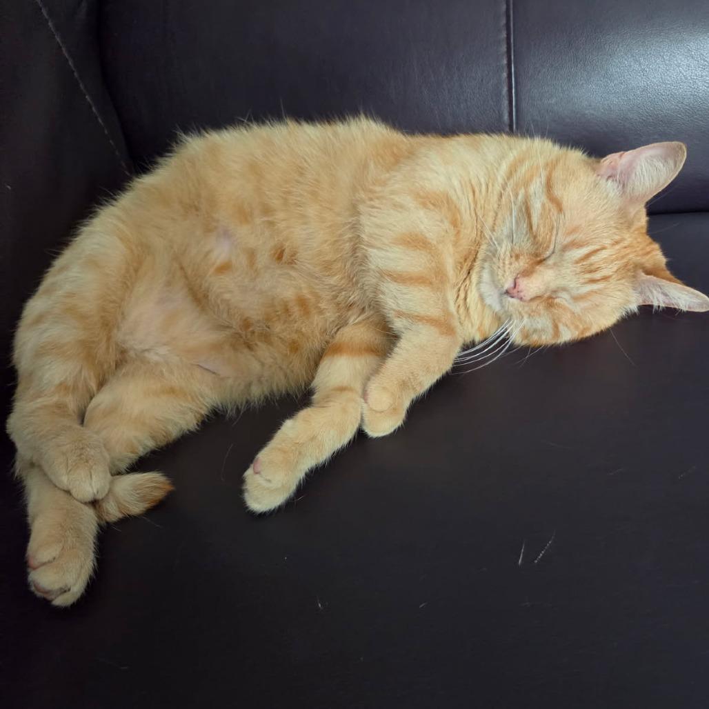 Stevie, Adoptable, Adult Male Domestic Short Hair.