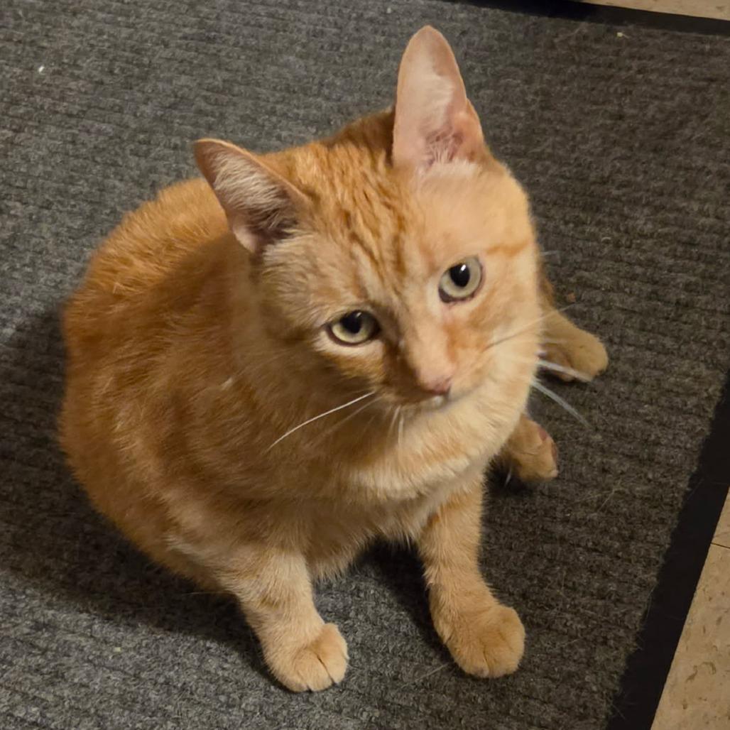 Stevie, a Adoptable Domestic Short Hair in Springfield, IL image 2/3