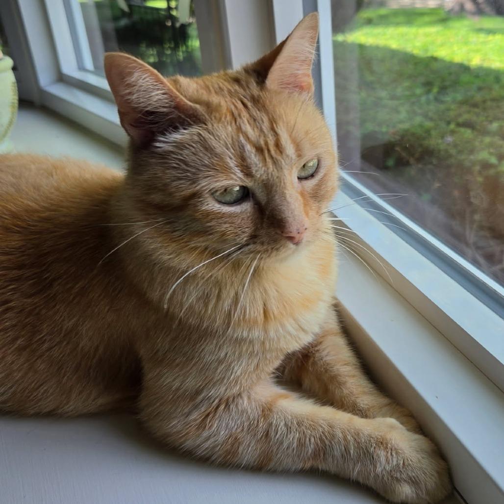 Stevie, a Adoptable Domestic Short Hair in Springfield, IL image 3/3