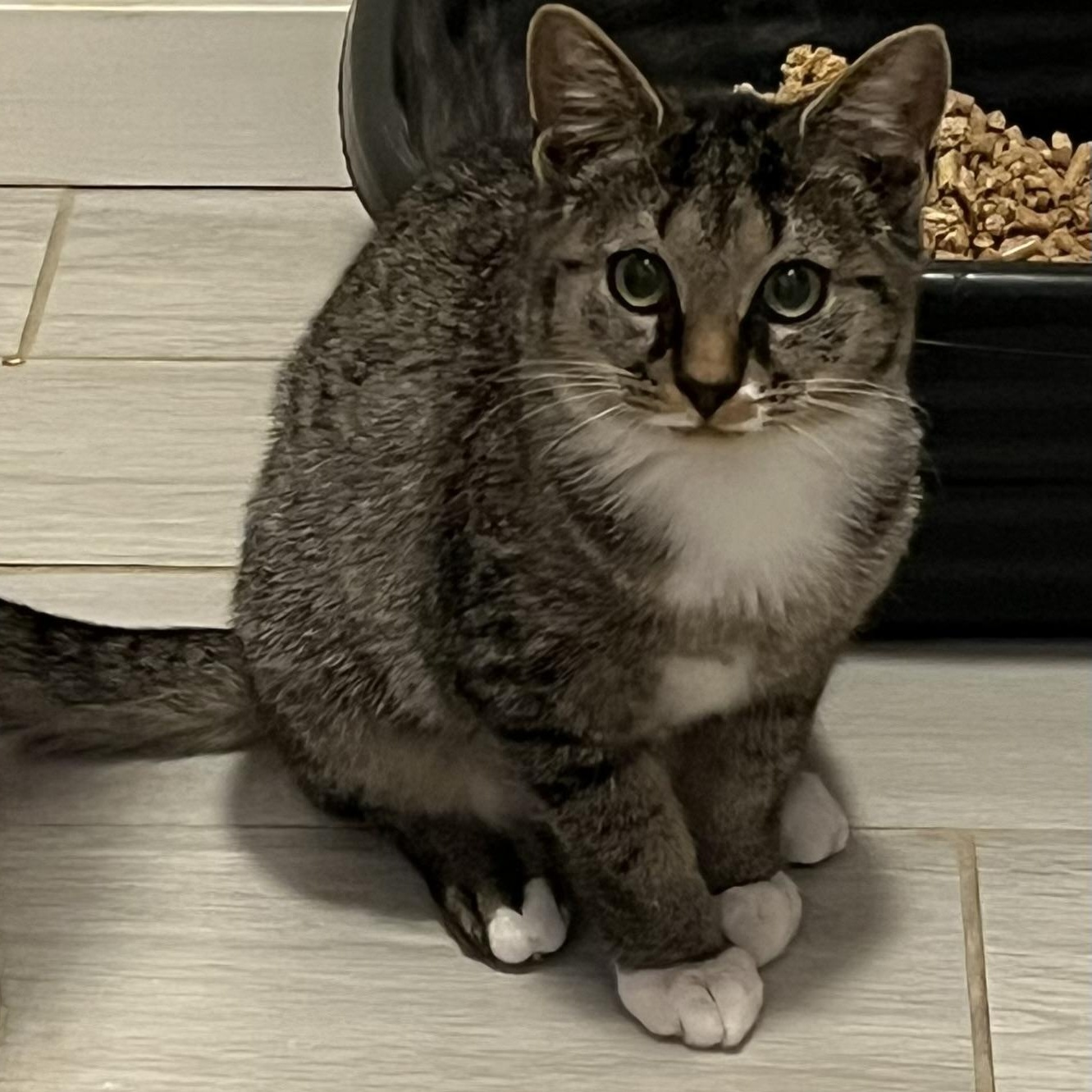 Sprite, Adoptable, Kitten Female Tabby & Domestic Short Hair.