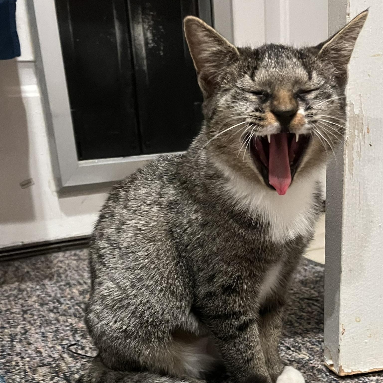 Sprite, a Adoptable mixed breed in Hyattsville, MD image 5/6