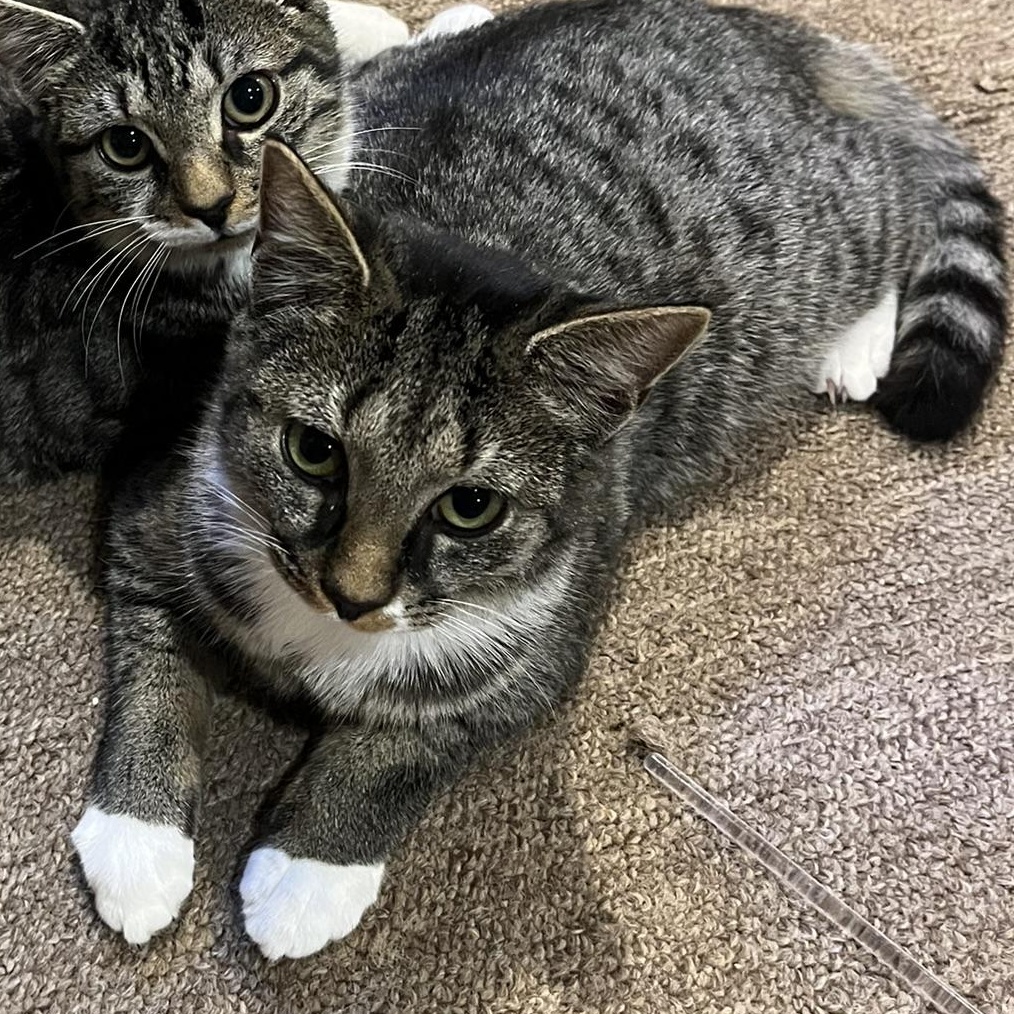 Sprite, a Adoptable mixed breed in Hyattsville, MD image 3/6