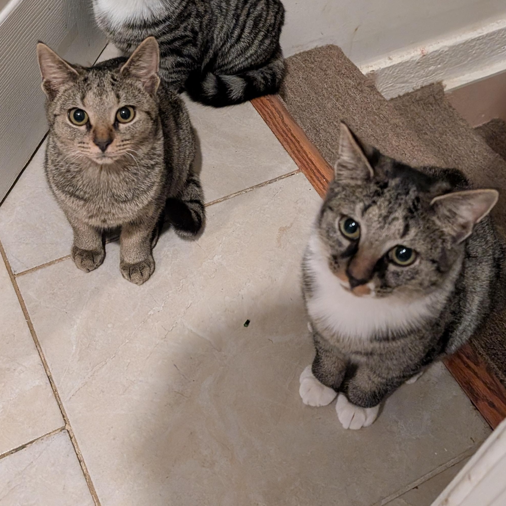 Sprite, a Adoptable mixed breed in Hyattsville, MD image 4/6