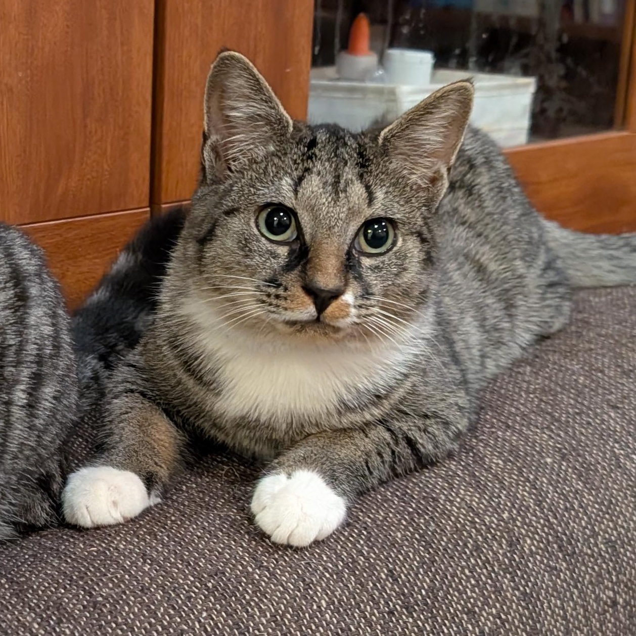 Sprite, Adoptable, Kitten Female Tabby & Domestic Short Hair.