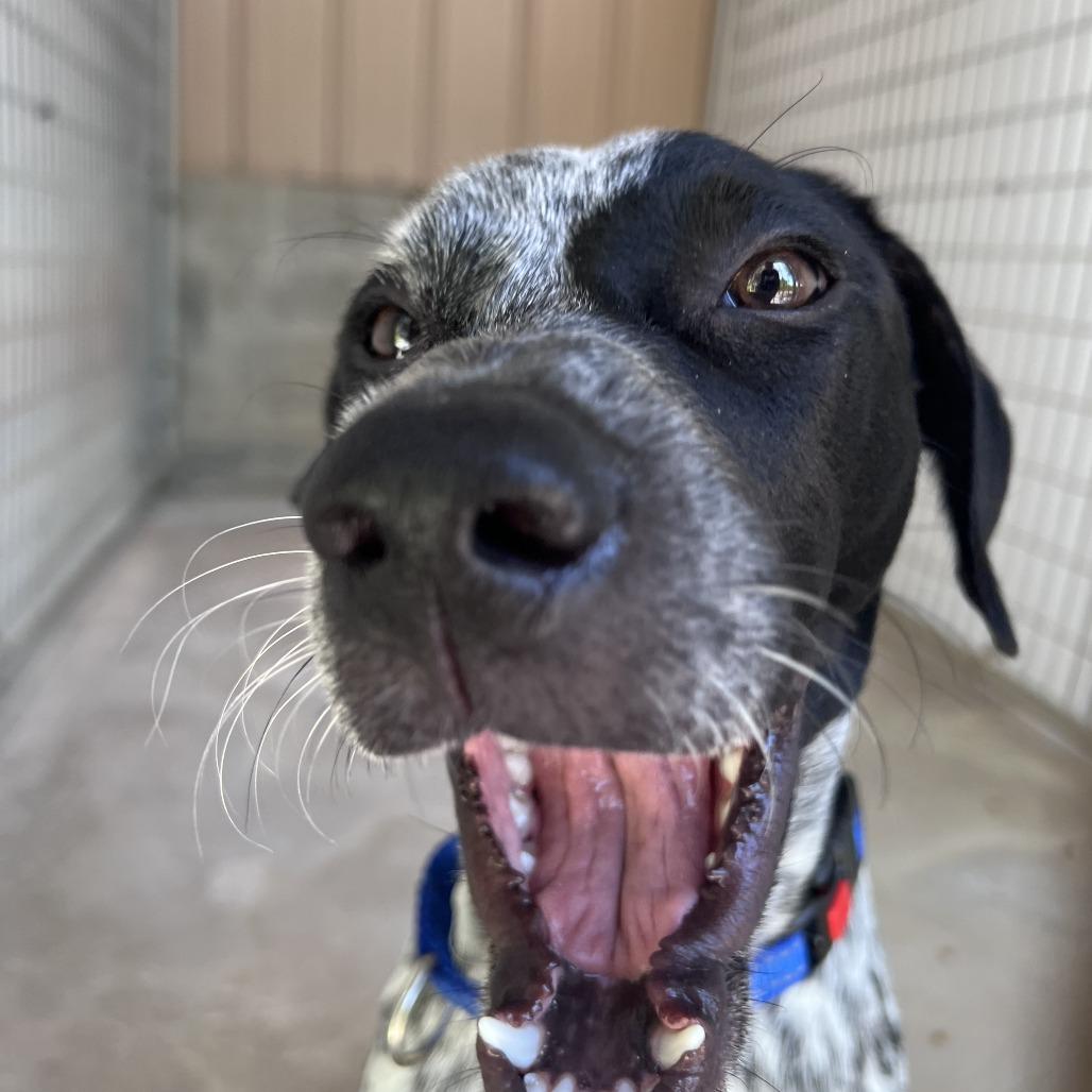 Enlarge Piper, a Adoptable mixed breed in Cheyenne, WY image 1/5
