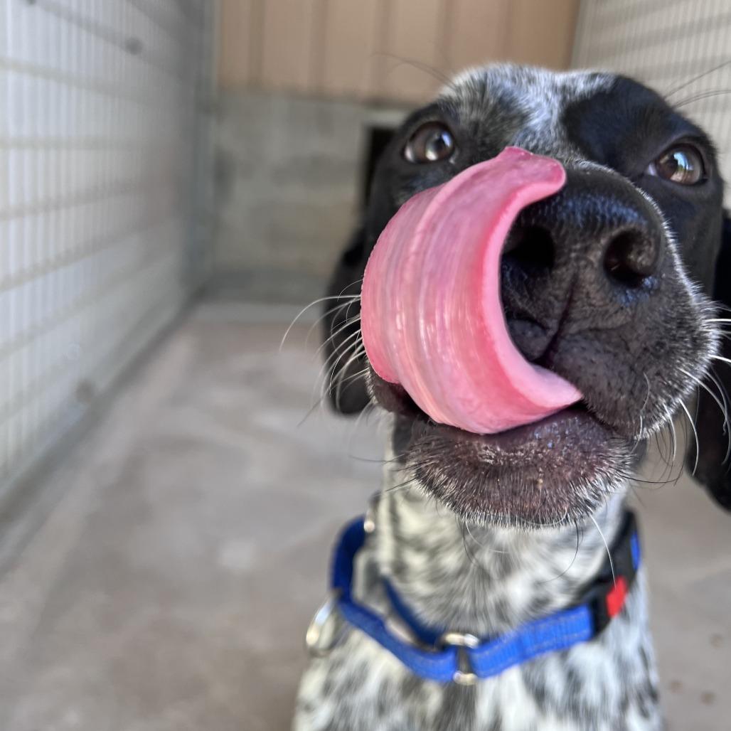 Enlarge Piper, a Adoptable mixed breed in Cheyenne, WY image 2/5