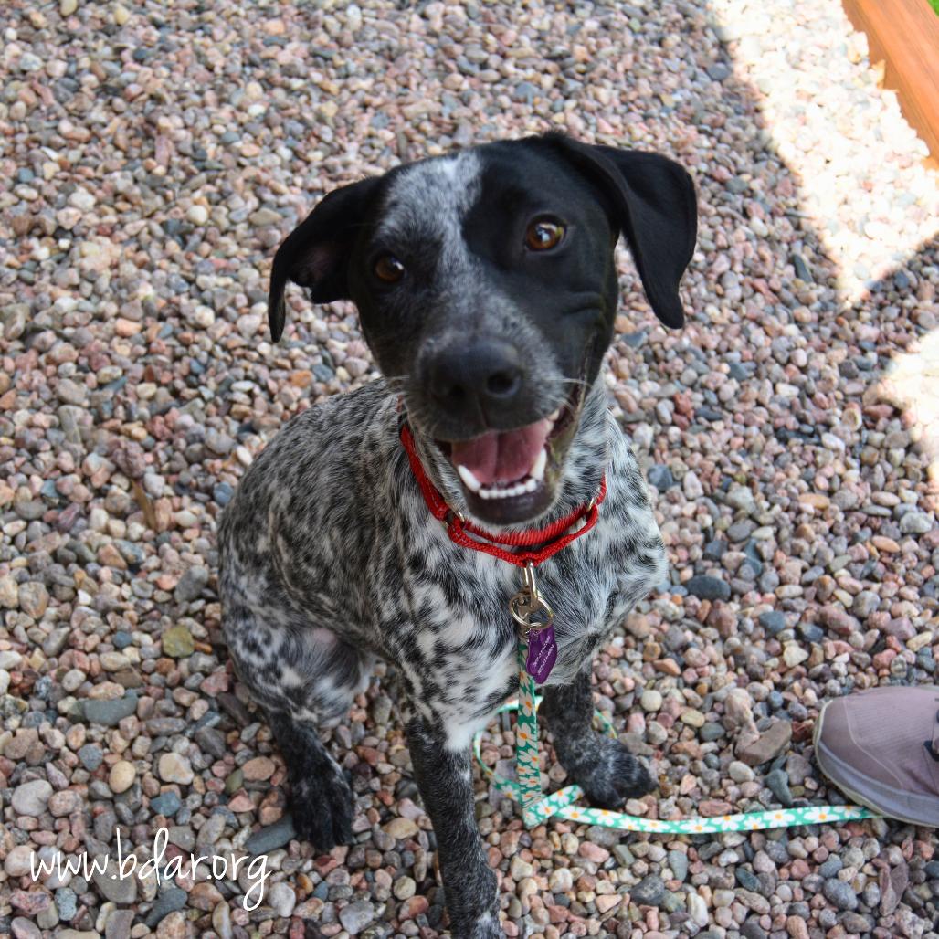 Enlarge Piper, a Adoptable mixed breed in Cheyenne, WY image 3/5