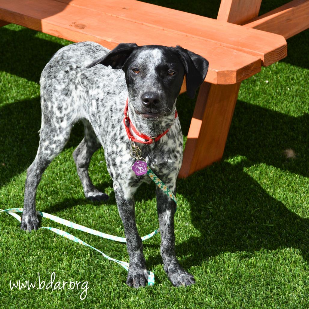 Enlarge Piper, a Adoptable mixed breed in Cheyenne, WY image 4/5