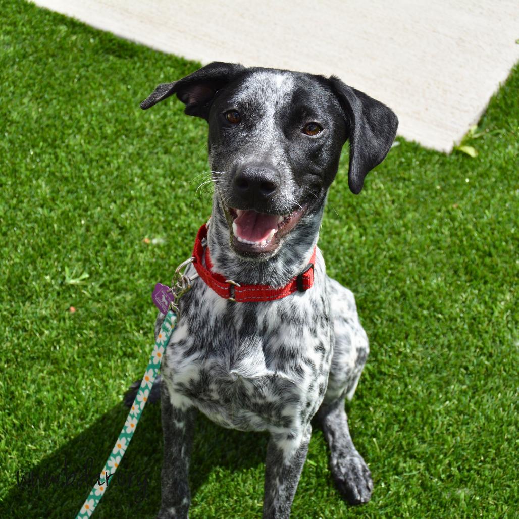 Enlarge Piper, a Adoptable mixed breed in Cheyenne, WY image 5/5