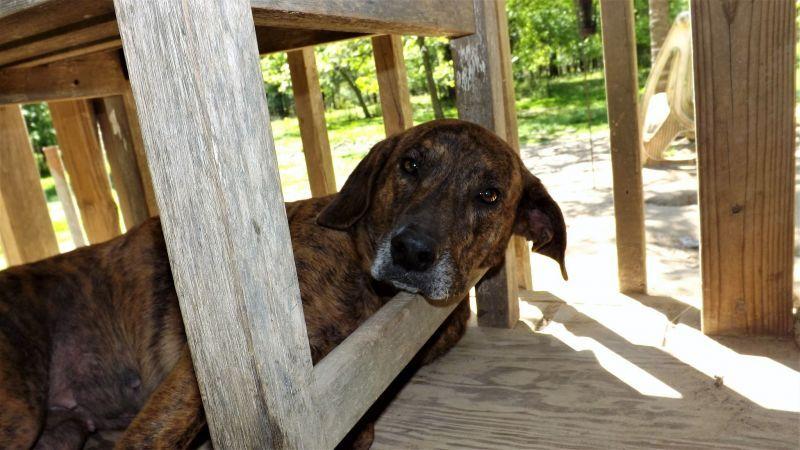 Rosie (Trinity) — thumbnail 2