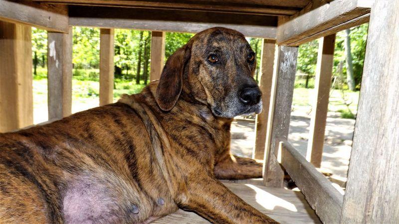 Rosie (Trinity) — thumbnail 3