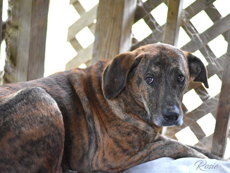 Rosie (Trinity) — thumbnail 4