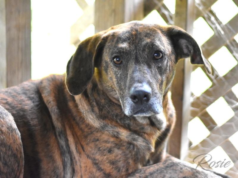 Rosie (Trinity) — thumbnail 5