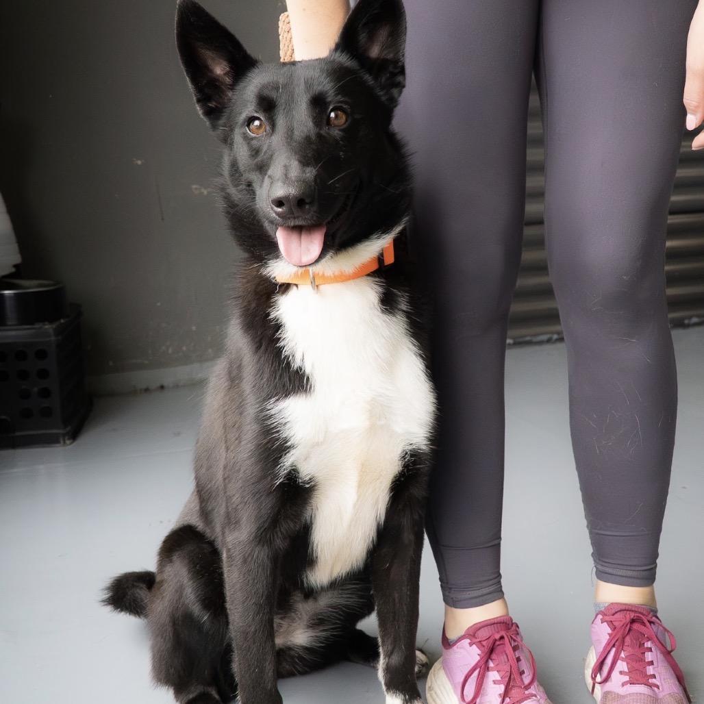 Lily, a Adoptable mixed breed in Tacoma, WA image 1/6