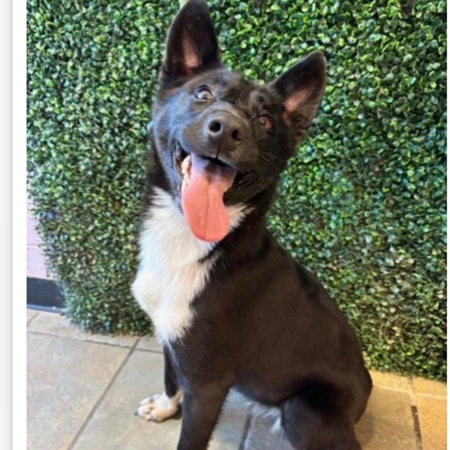 Lily, a Adoptable mixed breed in Tacoma, WA image 2/6