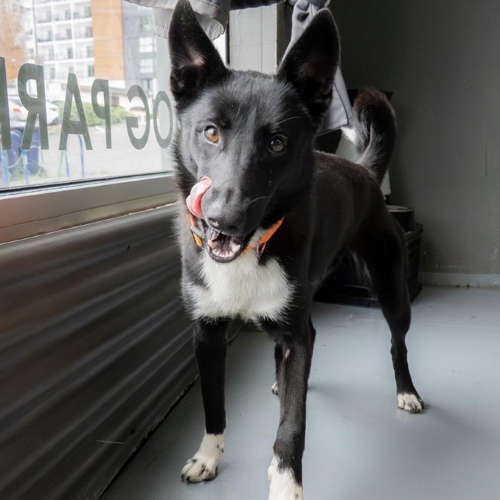 Lily, a Adoptable mixed breed in Tacoma, WA image 3/6