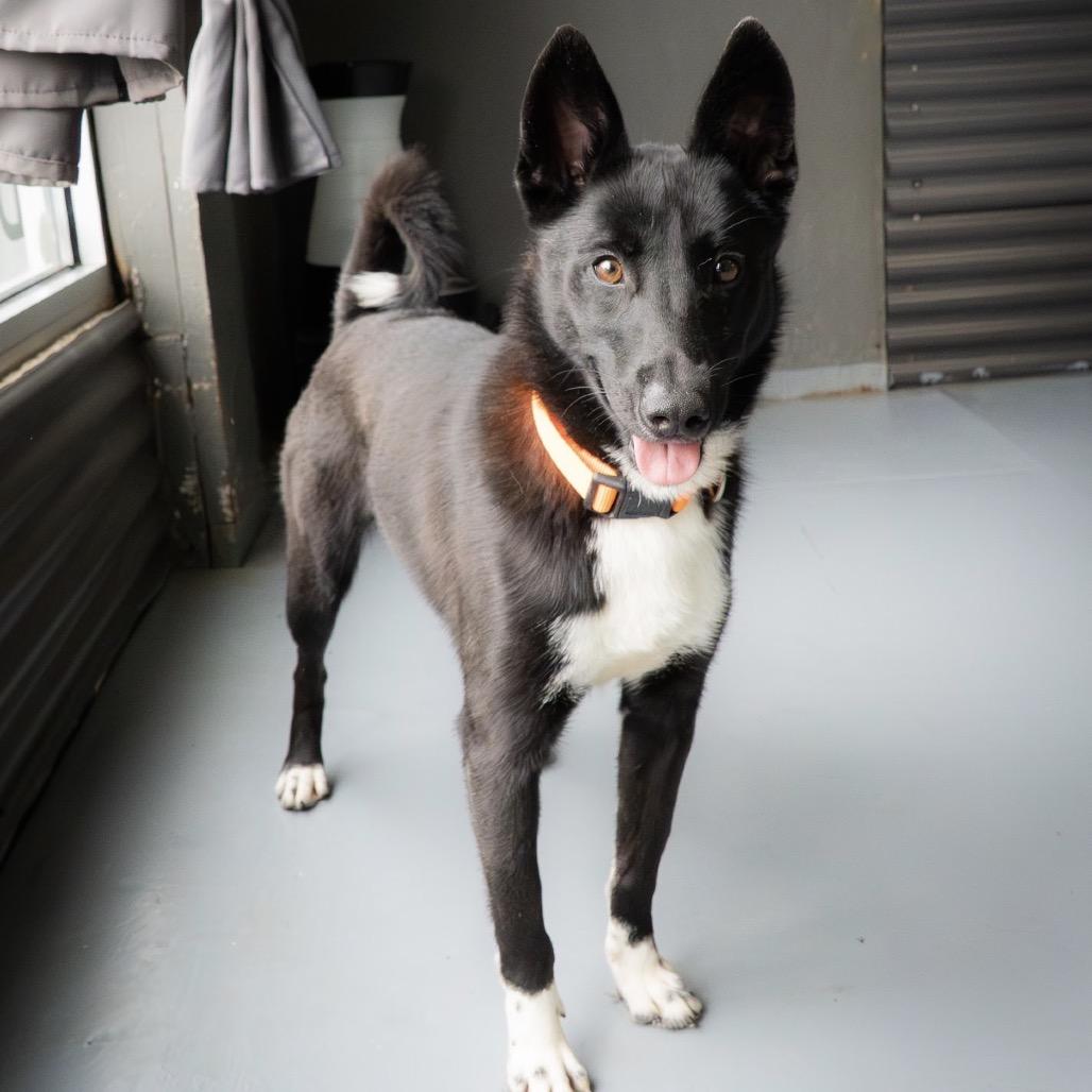 Lily, a Adoptable mixed breed in Tacoma, WA image 4/6