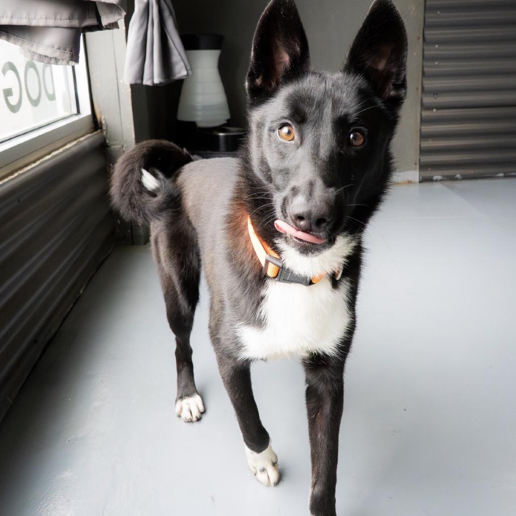 Lily, a Adoptable mixed breed in Tacoma, WA image 5/6