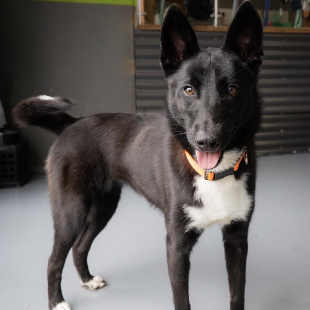 Lily, a Adoptable mixed breed in Tacoma, WA image 6/6