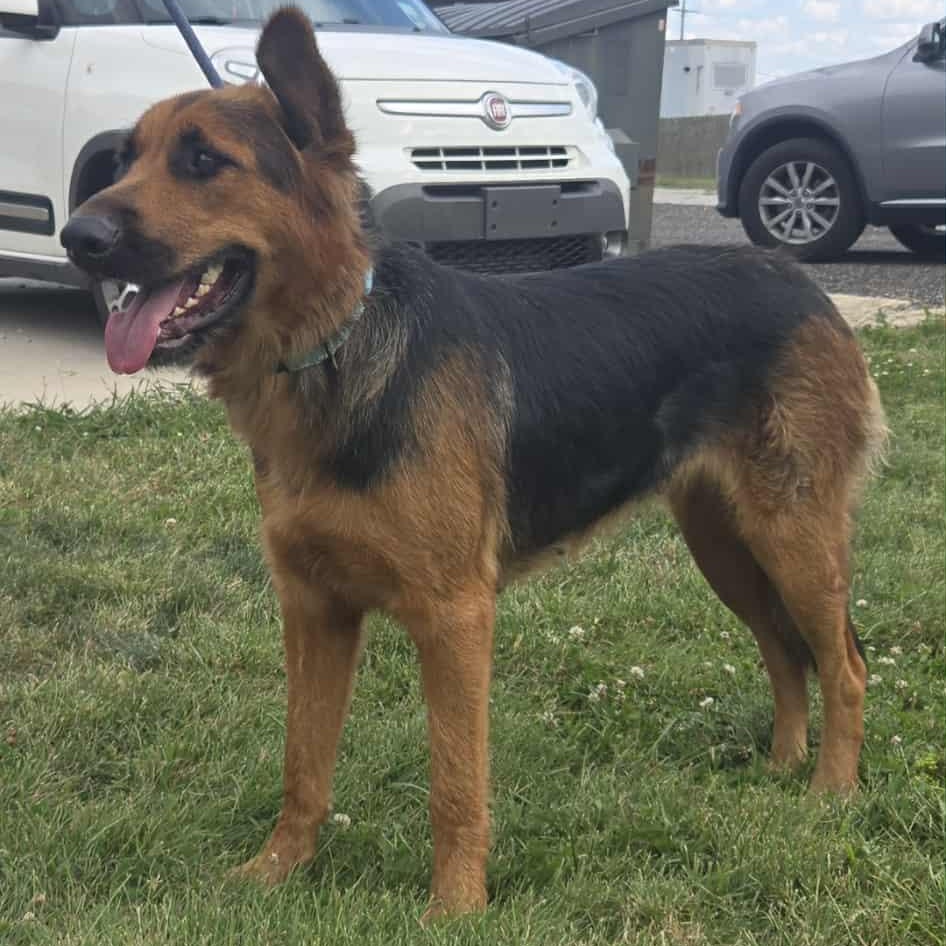 Josie