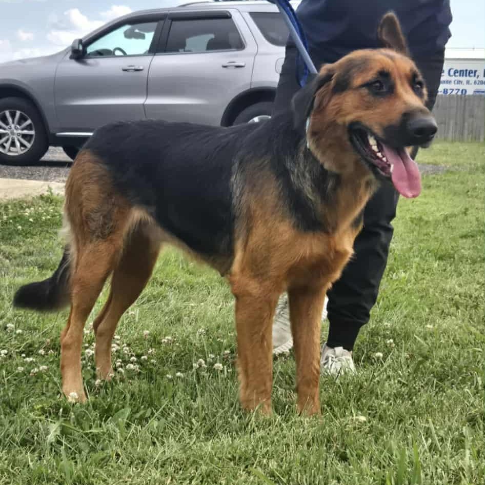 Enlarge Josie, a Adoptable German Shepherd Dog in Chesterfield, MO image 4/5