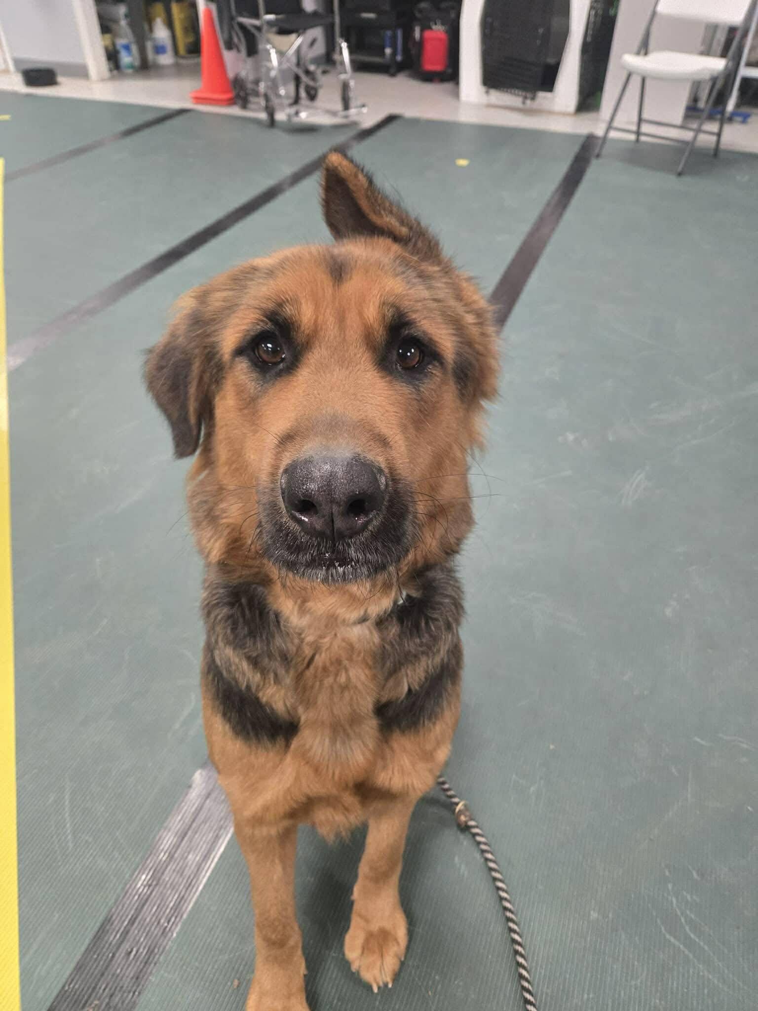 Josie, Adoptable, Adult Female German Shepherd Dog.
