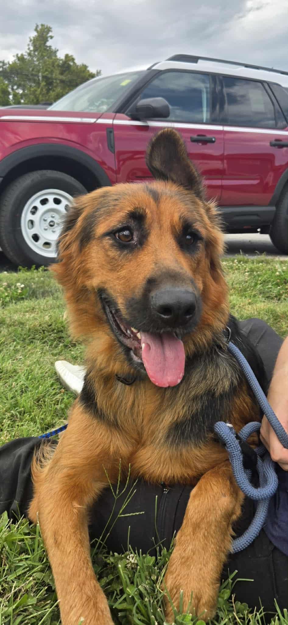 Enlarge Josie, a Adoptable German Shepherd Dog in Chesterfield, MO image 1/5