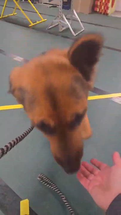 Enlarge Josie, a Adoptable German Shepherd Dog in Chesterfield, MO video 3/6