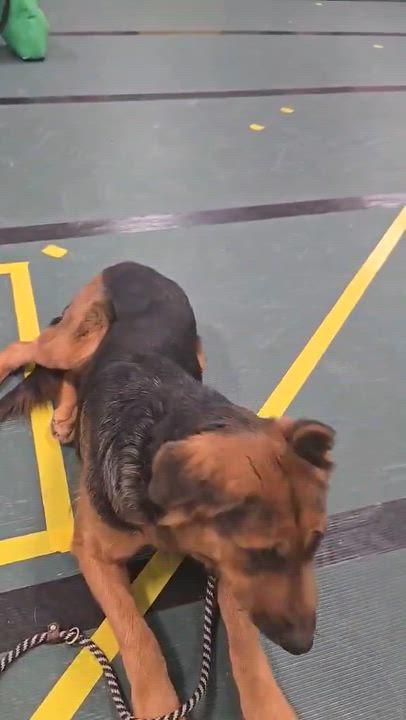 Enlarge Josie, a Adoptable German Shepherd Dog in Chesterfield, MO video 2/6