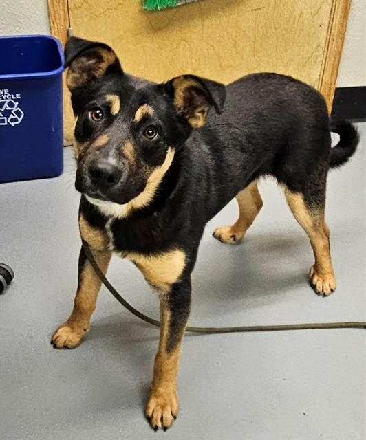 Enlarge Jesper, a ADOPTABLE mixed breed in Phoenix, OR image 2/2