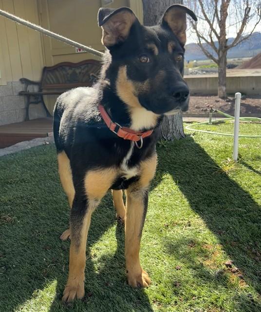 Jesper, ADOPTABLE, Young Male German Shepherd Dog.