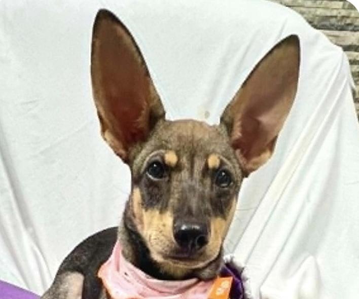 Enlarge Clare, a Adoptable mixed breed in San Francisco, CA image 1/1