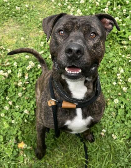 Enlarge Nigel, a Adoptable mixed breed in Savannah, GA image 1/3